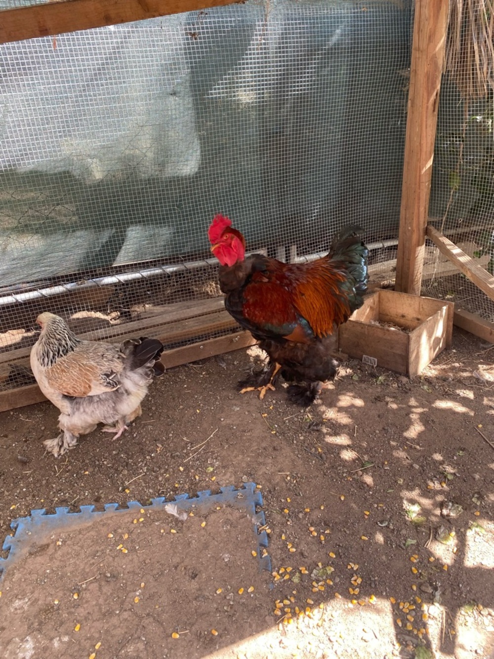 Meet your Posher, Maya
